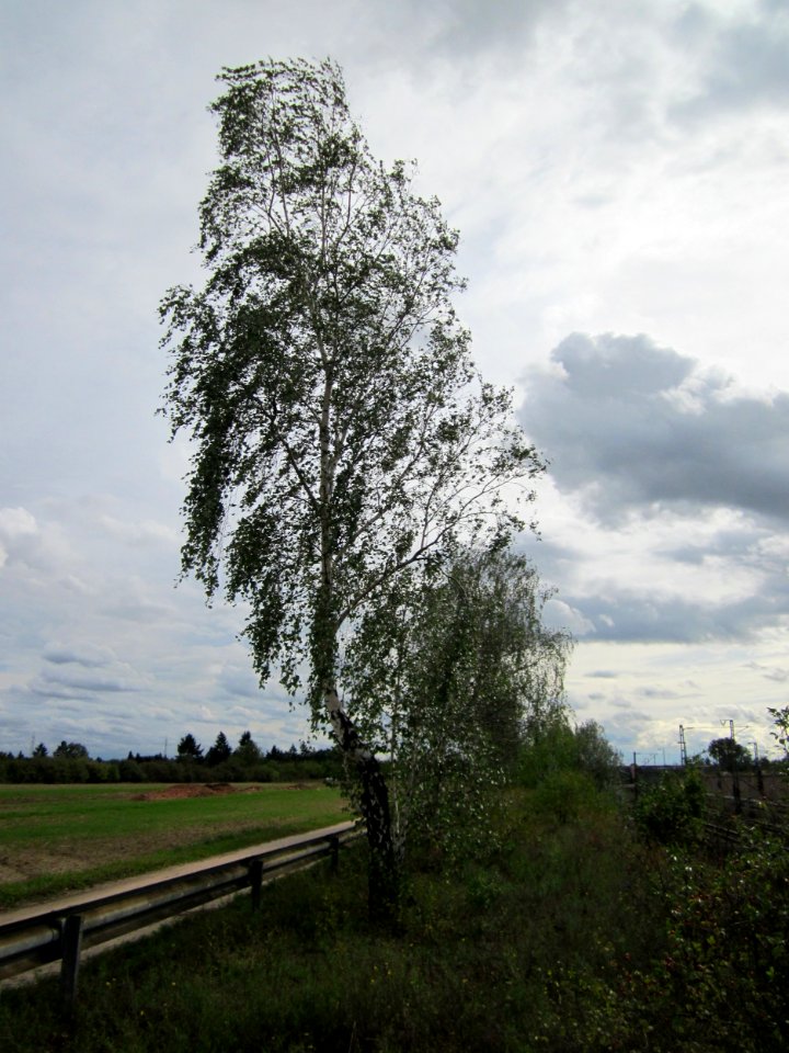 20120924Betula_pendula1