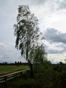 20120924Betula_pendula1