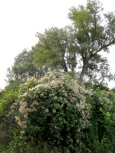 20120923Waldrebe_Hockenheimer_Rheinbogen1