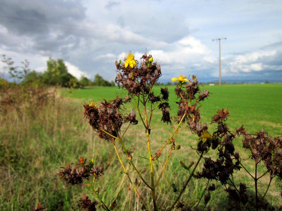 20120924Johanniskraut_Altlussheim