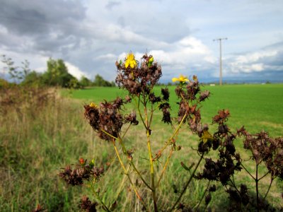 20120924Johanniskraut_Altlussheim