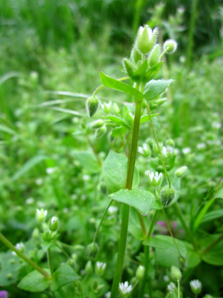 20130503Cerastium_fontanum2