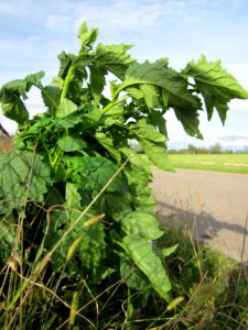 20120924Ackerpflanze_Altlussheim1
