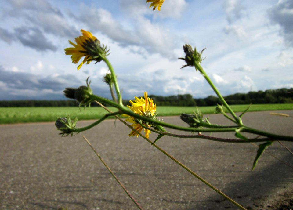 20120924Picris_hieracioides2