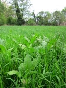 20130501Niedermoor_Froeschau1
