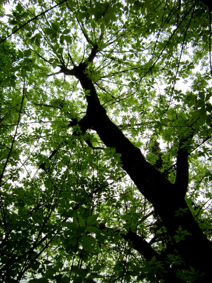20130503Eschenahorn_Friedhof_Hockenheim1