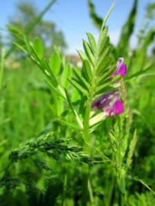20130502Futterwicke_Hockenheim1