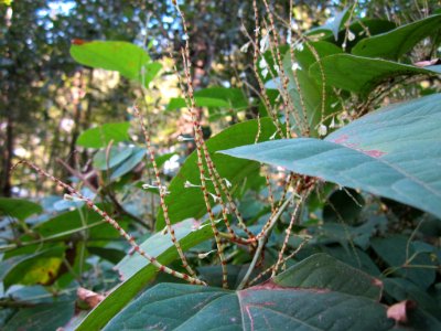 20121003Reynoutria_japonica2