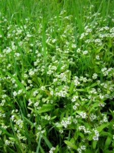 20130501Feldsalat_Reilingen