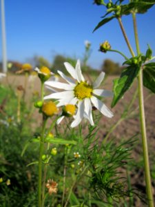 20121021Altlussheim06