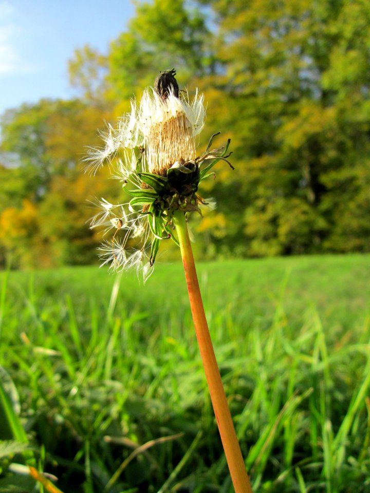20121019Loewenzahn_Hartbach2