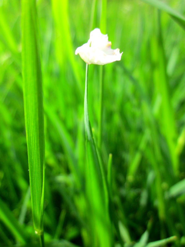 20130429Kirschengras_Hockenheim