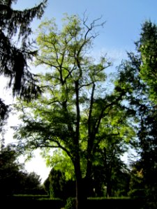 20121019Robinie_Friedhof_Hockenheim