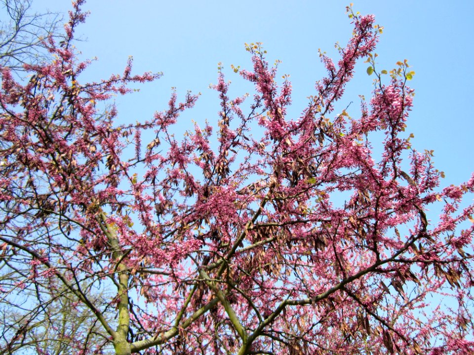 20130502Judasbaum_Hockenheim01