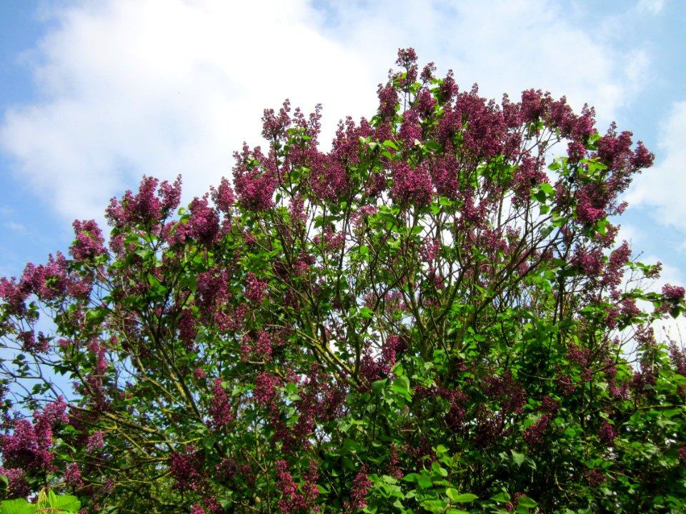20130502Flieder_Hockenheim1