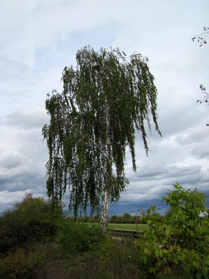 20120924Betula_pendula2