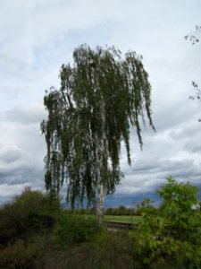 20120924Betula_pendula2