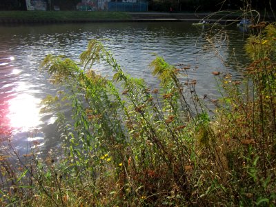 20120928Solidago_canadensis