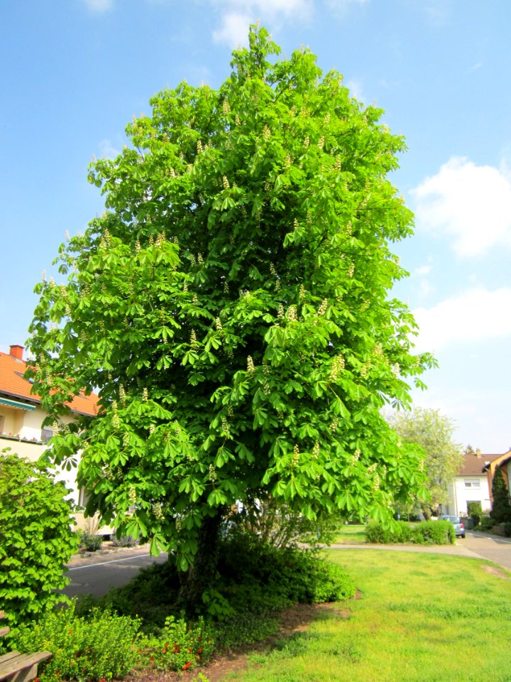 20130502Kastanie_Hockenheim1