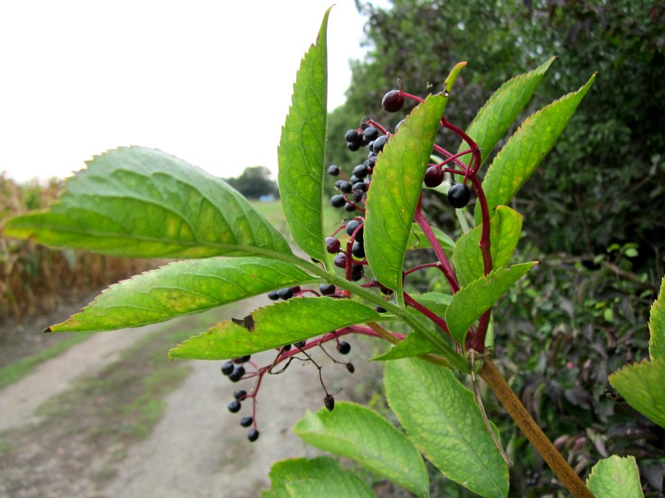 20120923Sambucus_nigra2