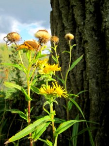20121003Alant_Hockenheimer_Rheinbogen4