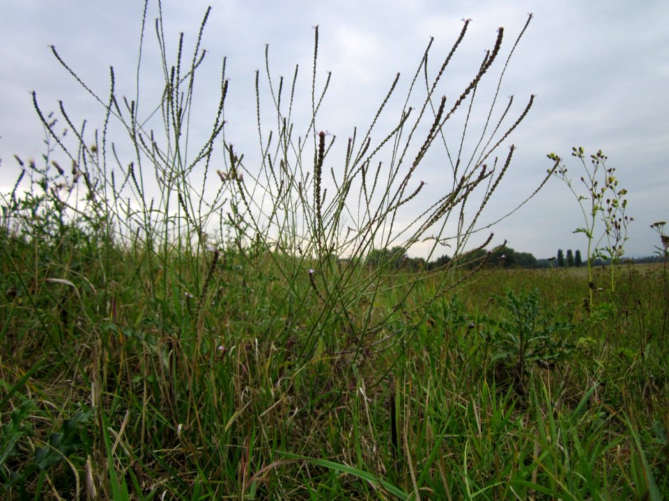 20120923Verbena_officinalis2