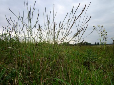 20120923Verbena_officinalis2