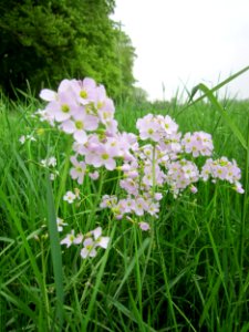 20130501Cardamine_pratensis6