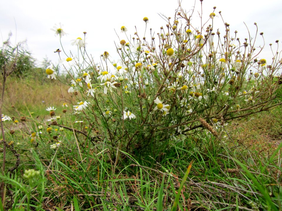 20120923Tripleurospermum_inodorum