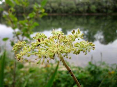 20120923Rheinauenwald_Altlussheim16