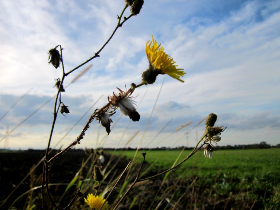 20121005Gaensedistel_Hockenheim2