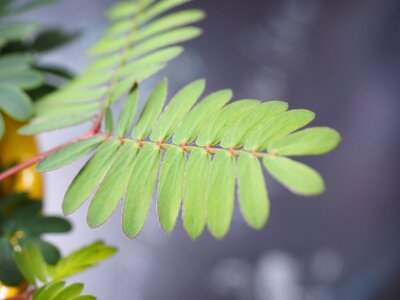 Mimosa pudica bashful sensitive plant sensitive plant