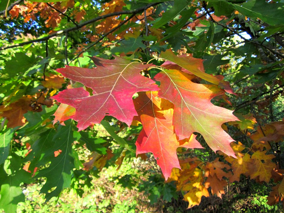 20121001Roteiche_Saarbruecken