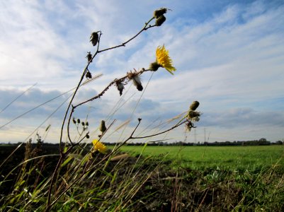 20121005Gaensedistel_Hockenheim1