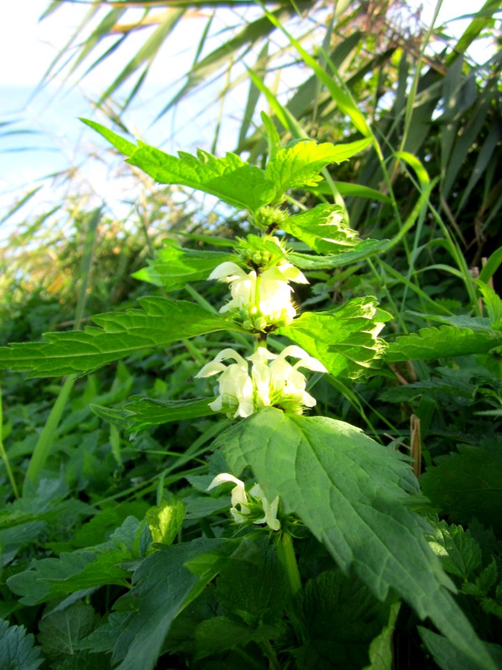 20121005Lamium_album2