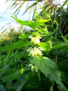 20121005Lamium_album2