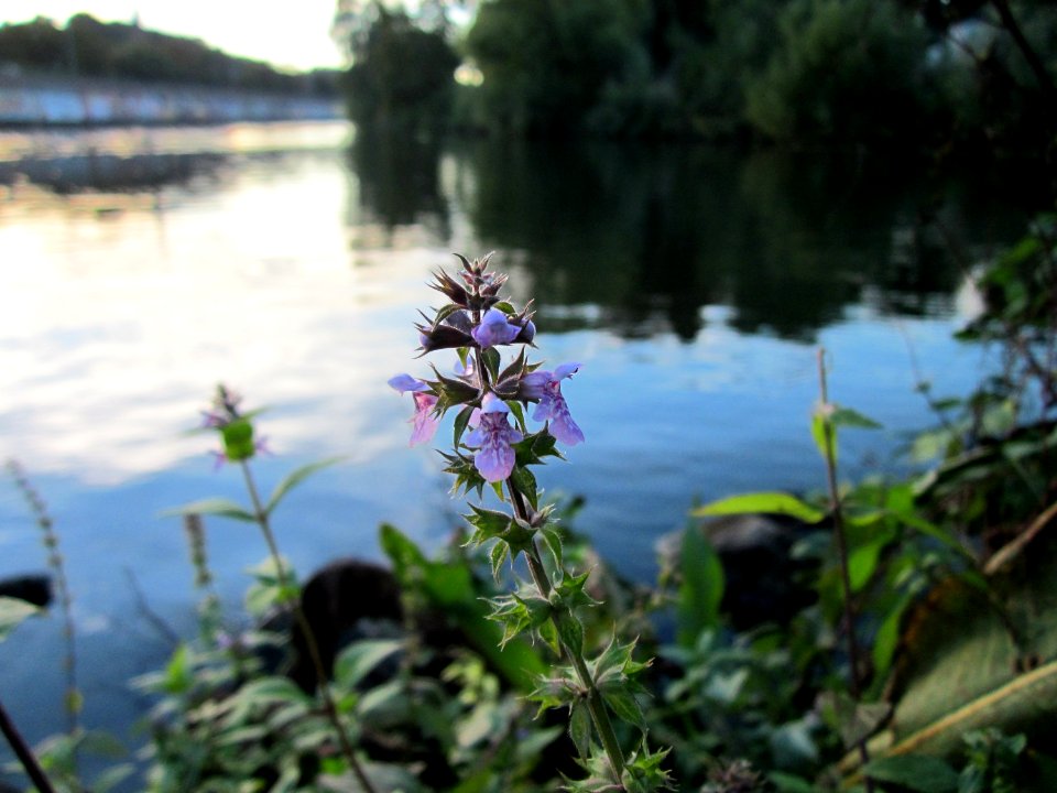 20121001Stachys_palustris2