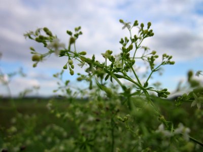 20121003Galium_mollugo