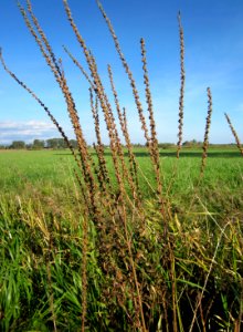 20121005Blutweiderich_Hockenheim