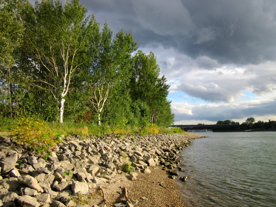 20121003Pappeln_Rhein1