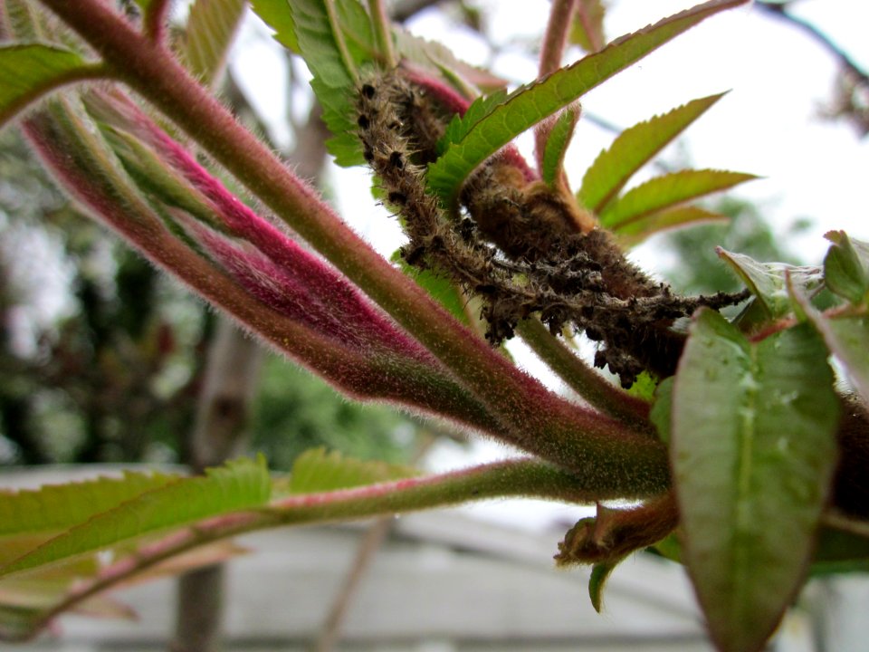 20130430Essigbaum_Hockenheim2