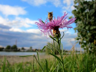 20121003Flockenblume_Hockenheimer_Rheinbogen2 photo