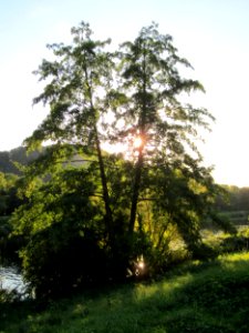 20121001Erle_Saar