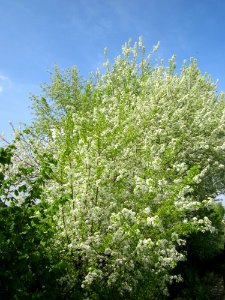 20130429Prunus_avium_Reilingen1