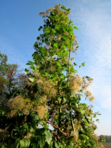 20121021Alte_Landstrasse15