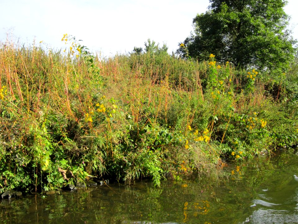 20120930Helianthus_tuberosus12