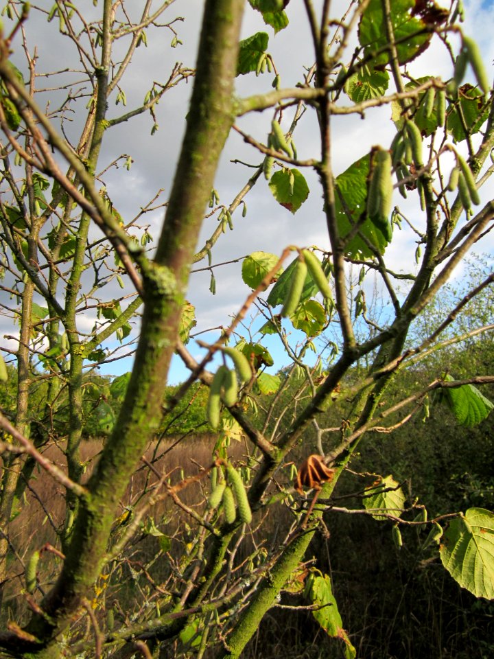 20121007Corylus_avellana1