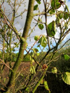 20121007Corylus_avellana1