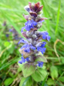 20130501Ajuga_reptans3
