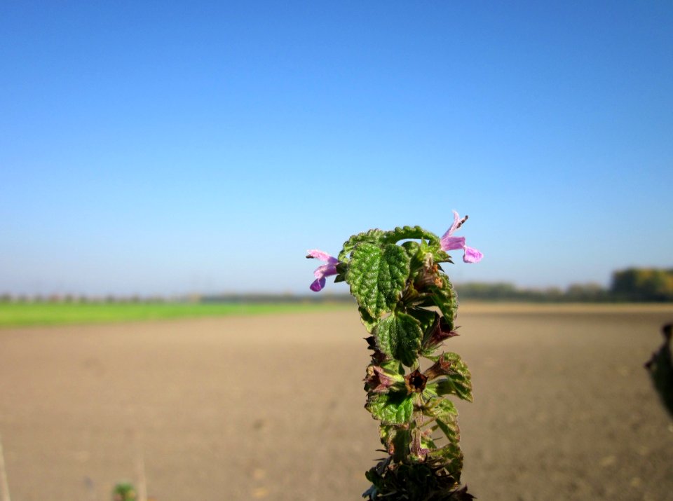 20121021Ballota_nigra7